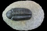 Reedops Trilobite - Beautiful Eye Detail #87466-2
